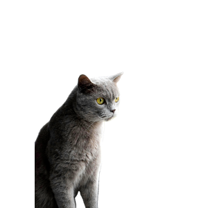 A Cute Gray Cat Sits Quietly By A Window, Looking Outside On A Rainy Day. 19372 - Cat PNG image with transparent background